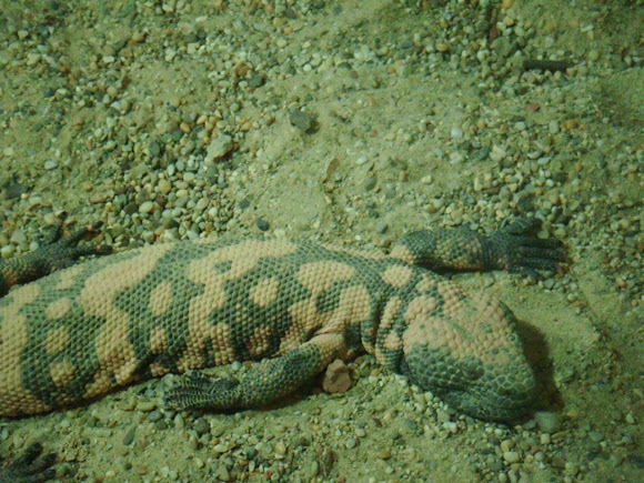 Spotting Image 1