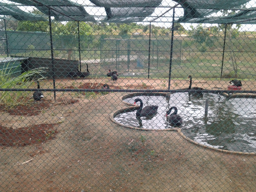 Black Sworn - Hambanthota Bird's Park. 