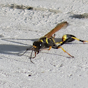 Black and Yellow Mud Dauber