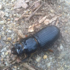 Bess Beetle