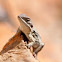 lizard