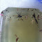 Six Spotted Fishing Spider
