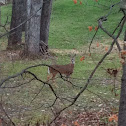 White tailed deer