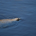 West Indian Manatee