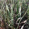 Grass