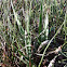 Grass