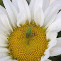 Rose Aphid