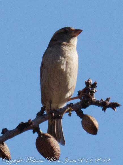 Spotting Image 1