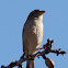 House Sparrow