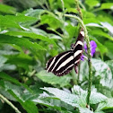 The Zebra Longwing