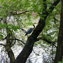Great Blue Heron