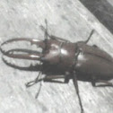 Stag Beetle
