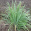 Lemon Grass