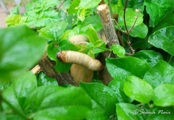 Spotting Image 1