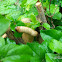 Land Snail