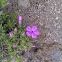 Flox