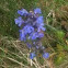 Blue Bell