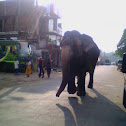 Asian Elephant