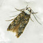 White-shouldered house-moth