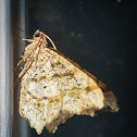 Geometrid moth