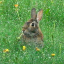 Eastern cottontail