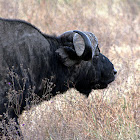 African Buffalo