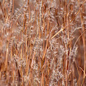 Little Bluestem Grass