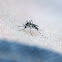 Forest Day Mosquito