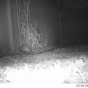 Virginia Opossum