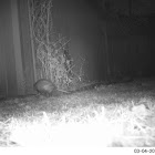 Virginia Opossum