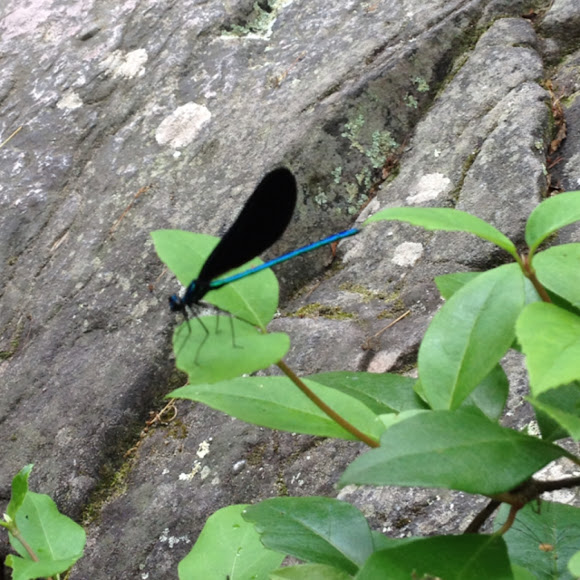 Spotting Image 1