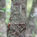 Unknown Fern