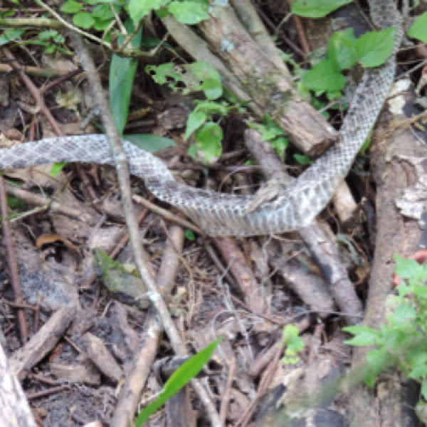 Pygmy rattlesnake shed skin Project Noah