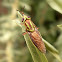 Green Soldier Fly.
