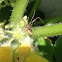Harvestman