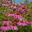 Purple Coneflower