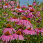 Purple Coneflower