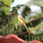 Tropical Kingbird
