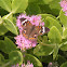 Common buckeye