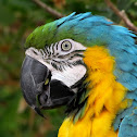 Blue-and-Yellow Macaw