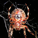 Spotted Orbweaver