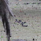 Wood Duck