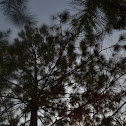 pine trees