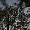 pine trees