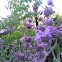 Cleveland sage, Blue sage, Jim sage and Fragrant sage