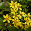 Senecio  