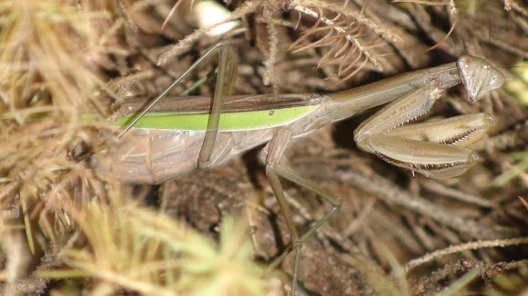 Spotting Image 1