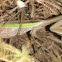 Praying Mantis