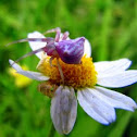Pink Crab Spider
