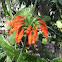 Lion's Tail